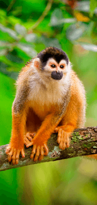 Mico en rama de árbol