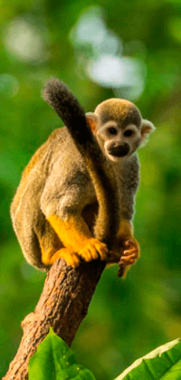 Mico en rama de árbol