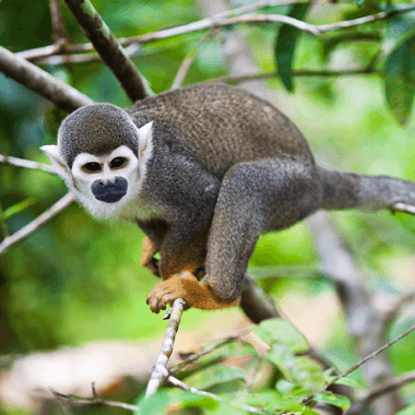 Mico en rama de arbol