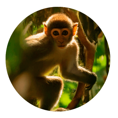 Mico entre ramas de arbol mirando a la camara